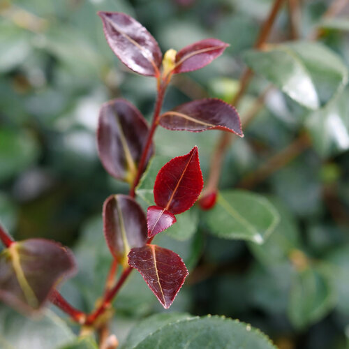 camellia-just-chill-red-tip-2.jpg