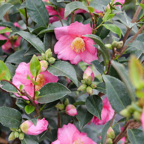 Warm Hearted™ Pink - Camellia x sasanqua