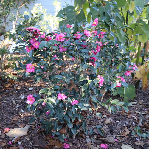 Landscape: A shrub with evergreen foliage dotted with hot pink flowers in a mulched bed.