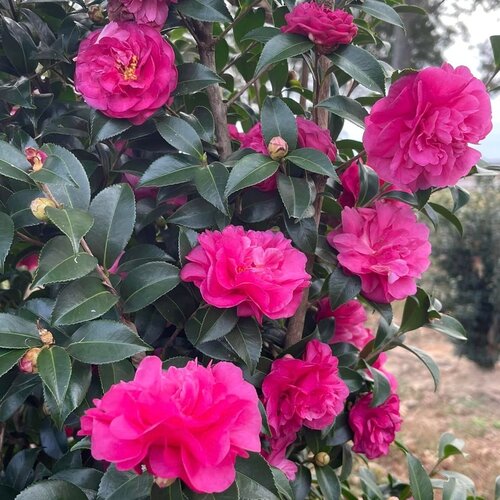 Close-up: Extremely bright deep pink ruffled flowers nestled among dark shiny foliage.