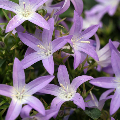 'Blue Waterfall' - Serbian Bellflower - Campanula poscharskyana