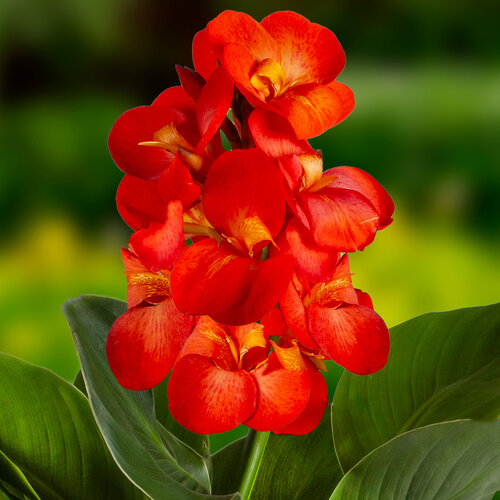 CannaSun Adriana - Canna Lily - Canna hybrid