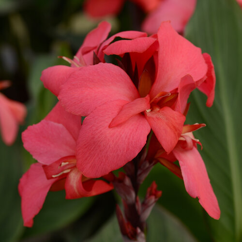Cannova Rose - Canna Lily - Canna generalis