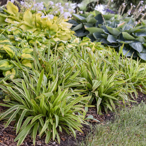 Landscape: Carex Shade Fanfare Plantain-leaved Sedge