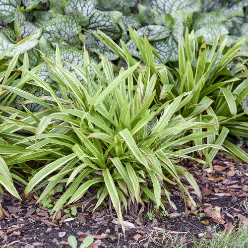 Landscape: Carex Shade Fanfare Plantain-leaved Sedge