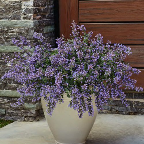 Image of Catmint flower in pot