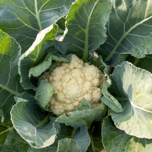 Baby - Micro Cauliflower - Brassica oleracea
