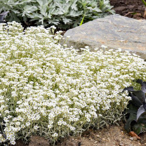 'Cloud Cover' - Snow in Summer - Cerastium tomentosum