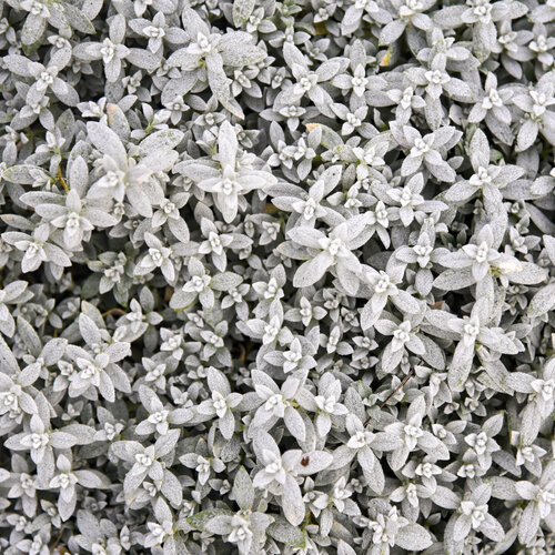 Close-up: Cerastium Cloud Cover Snow in Summer