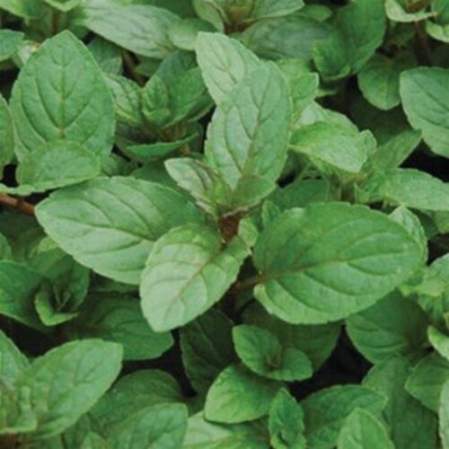 Chocolate Ganache™ - Mint - Mentha x piperita