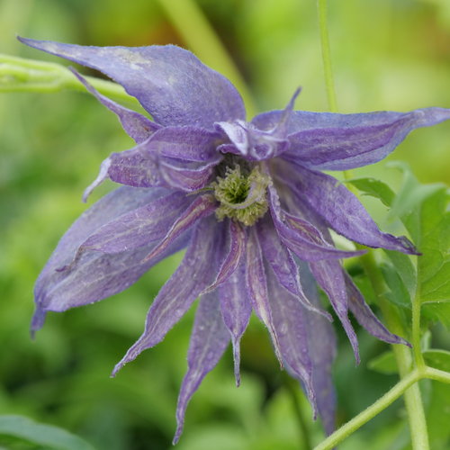 Sparky® Blue - Clematis  
