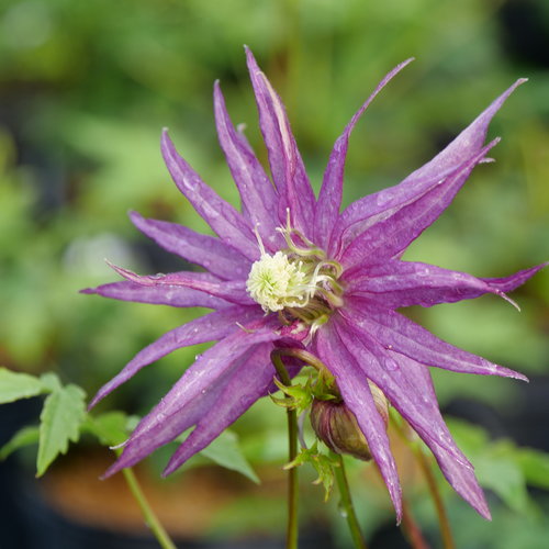 Sparky® Purple  - Clematis  