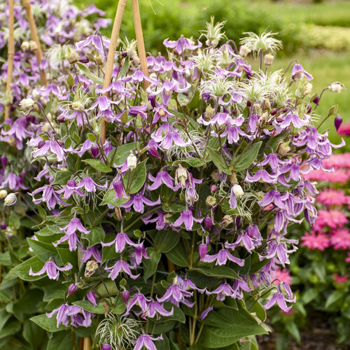 'Stand by Me Pink' - Bush Clematis - Clematis hybrid