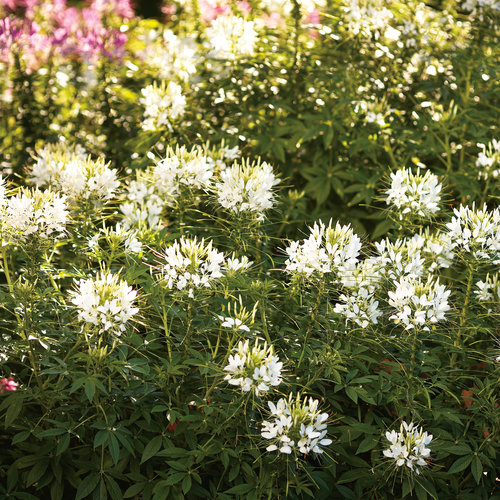 Landscape: cleomewhitea.jpg