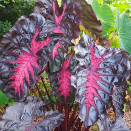 Black Lava - Elephant Ear - Colocasia hybrid