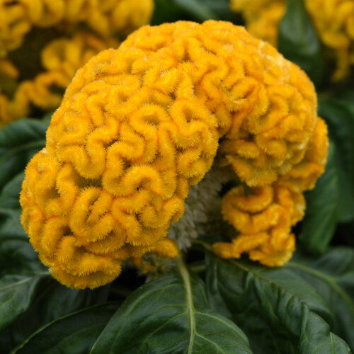 Concertina™ Yellow - Cockscomb - Celosia cristata