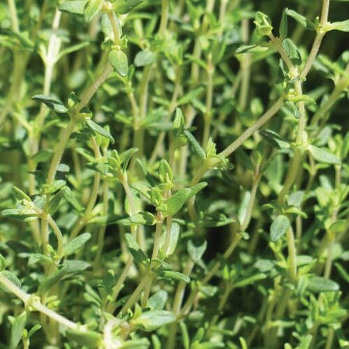 Cookin' Thyme™ - English Thyme - Thymus vulgaris