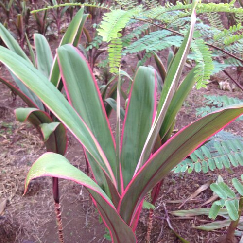 Hilo Rainbow - Cabbage Palm - Cordyline fruticosa