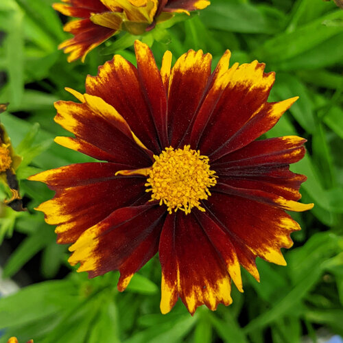 coreopsis_upticktm_red_baluptred_pp33866_0001_high_res.jpg