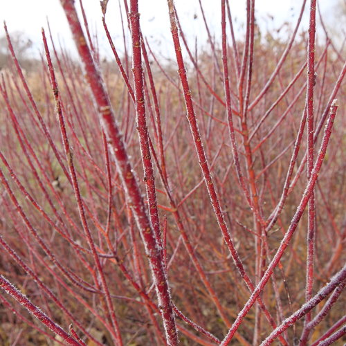 cornus_arctic_fire_p1003791.jpg