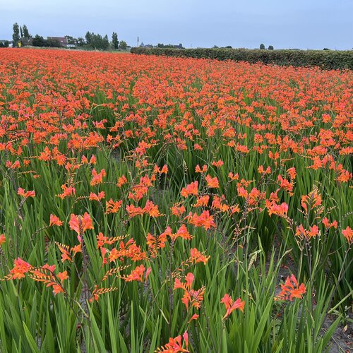Landscape: 'Peach Melba' - Montbretia - Crocosmia