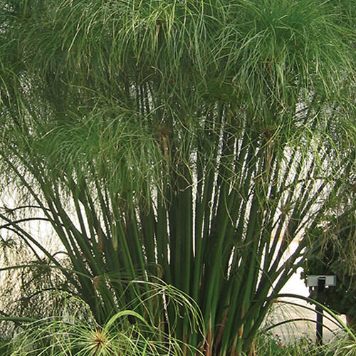 Graceful Grasses®