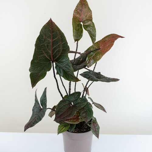 Oceana™ Ruby Strike™ - Cyrtosperma johnstonii