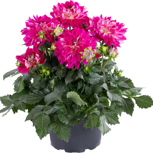 dahlia_grande_cadena_container.jpg