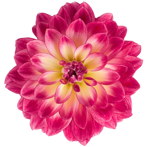 Dalina® Midi Malta - Dahlia hybrid