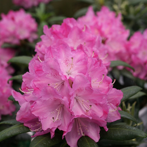 Dandy Man® Pink - Rhododendron x