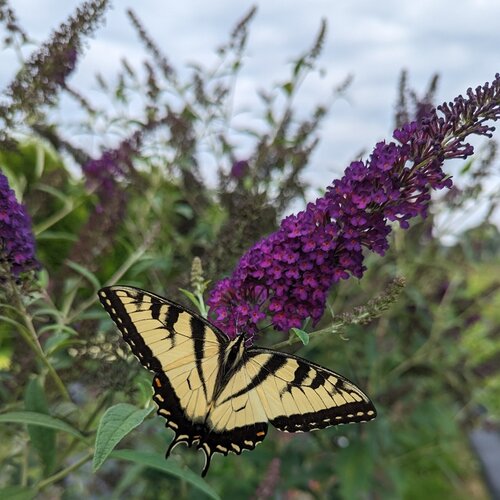 Darkest Night™ - Butterfly bush - Buddleia x