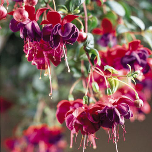 Dark Eyes - Trailing Fuchsia - Fuchsia hybrid