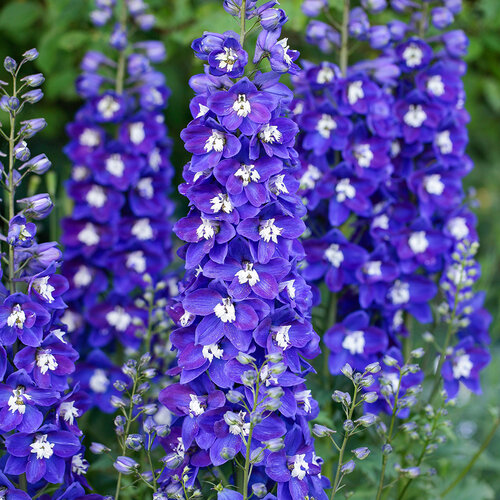 Delgenius™ 'Blue Fabulosa' - larkspur - Delphinium x hybridus