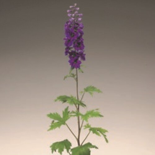 Delphina™ 'Dark Blue Black Bee' - Larkspur - Delphinium elatum
