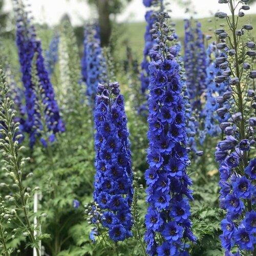 'Blue Buccaneers' - Hybrid Bee Delphinium - Delphinium hybrid