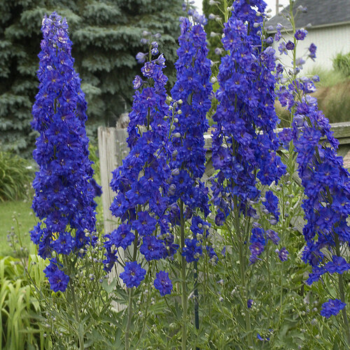 'Pagan Purples' - Hybrid Bee Delphinium - Delphinium hybrid