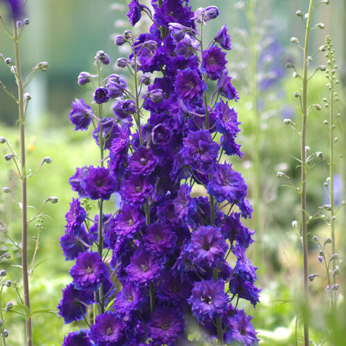 New Millennium™ 'Pagan Purples' - Hybrid Bee Delphinium - Delphinium hybrid