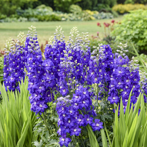 'Violets are Blue' - Hybrid Bee Delphinium - Delphinium elatum