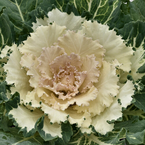 Osaka White - Flowering Cabbage - Brassica oleracea