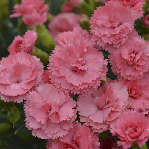 Fruit Punch® 'Classic Coral' - Pinks - Dianthus hybrid