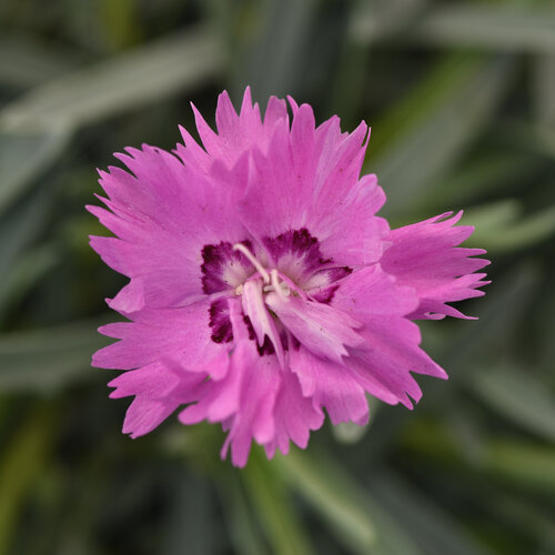 Mountain Frost™ 'Silver Strike' - pinks - Dianthus hybrida