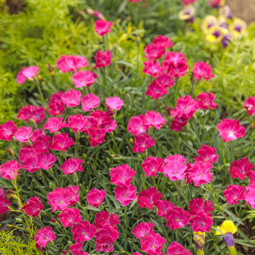 dianthus_paint_the_town_magenta_06.jpg