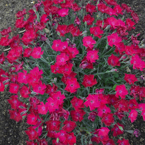 dianthus_paint_the_town_magenta.jpg