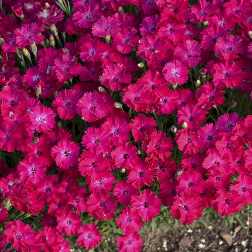 'Paint the Town Red' - Pinks - Dianthus hybrid