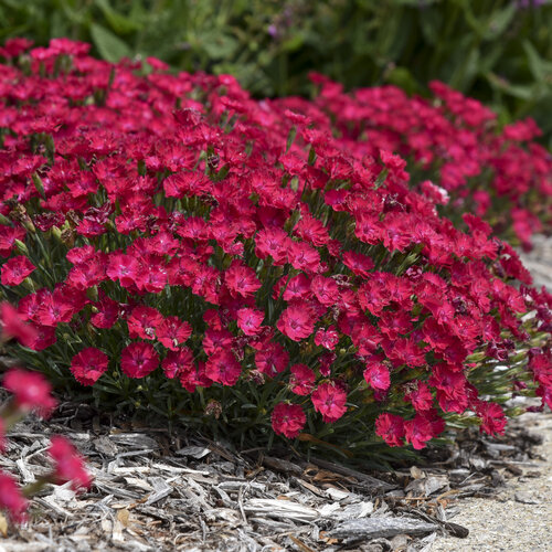 Paint the Town Red' - Pinks - Dianthus hybrid