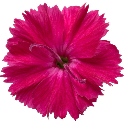 dianthus_paint_the_town_red_macro_04.jpg