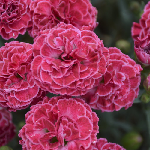 Fruit Punch® 'Raspberry Ruffles' - Pinks - Dianthus hybrid