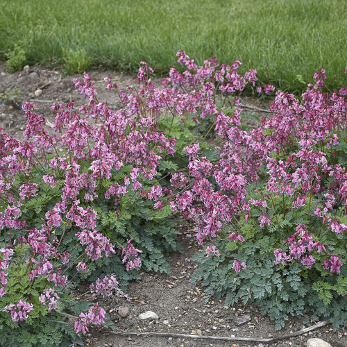 'Pink Diamonds' Fernleaved Bleeding Heart Dicentra hybrid Proven
