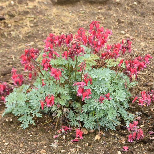 Sun Jewels™ Rubies and Diamonds - Fern-leaved Bleeding Heart - Dicentra hybrid