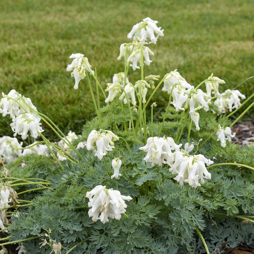 White Diamonds - Fern-leaved Bleeding Heart - Dicentra hybrid